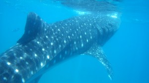 CEBU Olob Requins Baleines3