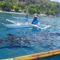 CEBU Oslob Requins Baleines6