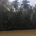Nuts Huts Philipiines Bohol Loboc River0045