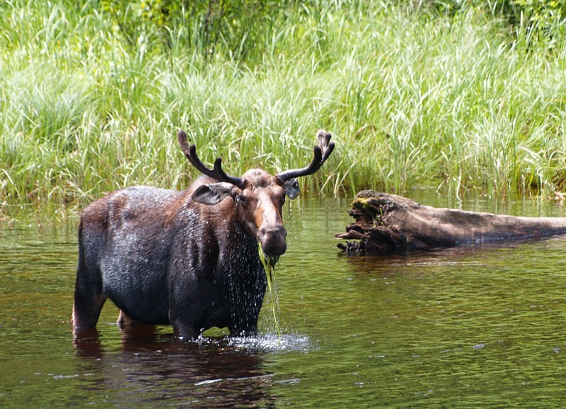 Canada dormir dans un tipi...et les animaux
