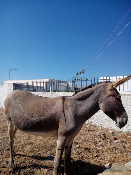 Grece Cyclades Kythnos Donkey Chrisvoyages